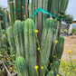 #EC240 Trichocereus Pachanoi  Nuestra Bonita Cactus Cuttings and potted 8-15"