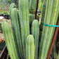 #EC240 Trichocereus Pachanoi  Nuestra Bonita Cactus Cuttings and potted 8-15"