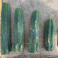 #EC247 EXACT Trichocereus Huanucoensis Jiimz Huanu/P7 Cactus Cuttings 10”