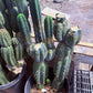 #EC247 EXACT Trichocereus Huanucoensis Jiimz Huanu/P7 Cactus Cuttings 10”