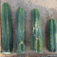 #EC247 EXACT Trichocereus Huanucoensis Jiimz Huanu/P7 Cactus Cuttings 10”
