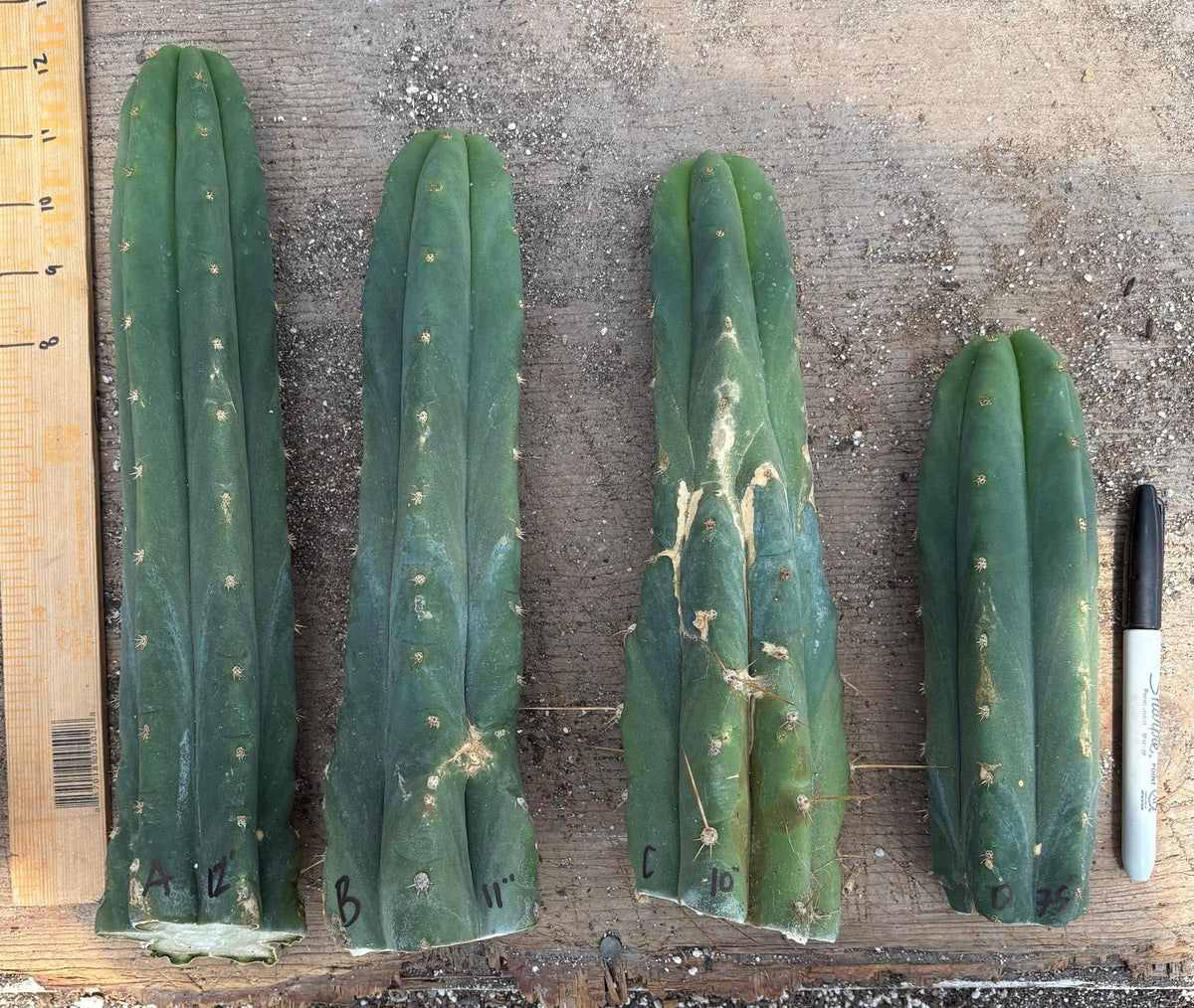 #EC247 EXACT Trichocereus Huanucoensis Jiimz Huanu/P7 Cactus Cuttings 10”