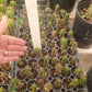 #EC249 EXACT - THREE Trichocereus Pachanoi OP Seedlings from new Zealand 2-3"