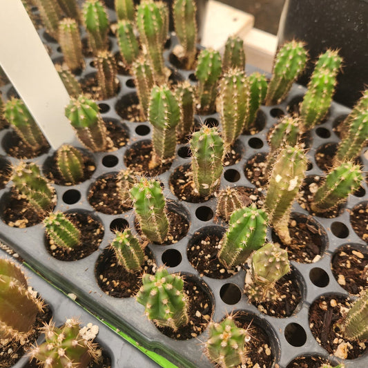 #EC249 EXACT - THREE Trichocereus Pachanoi OP Seedlings from new Zealand 2-3"