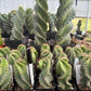 #EC257 Cereus Forbesii Spiralis The Spiral Cactus Potted