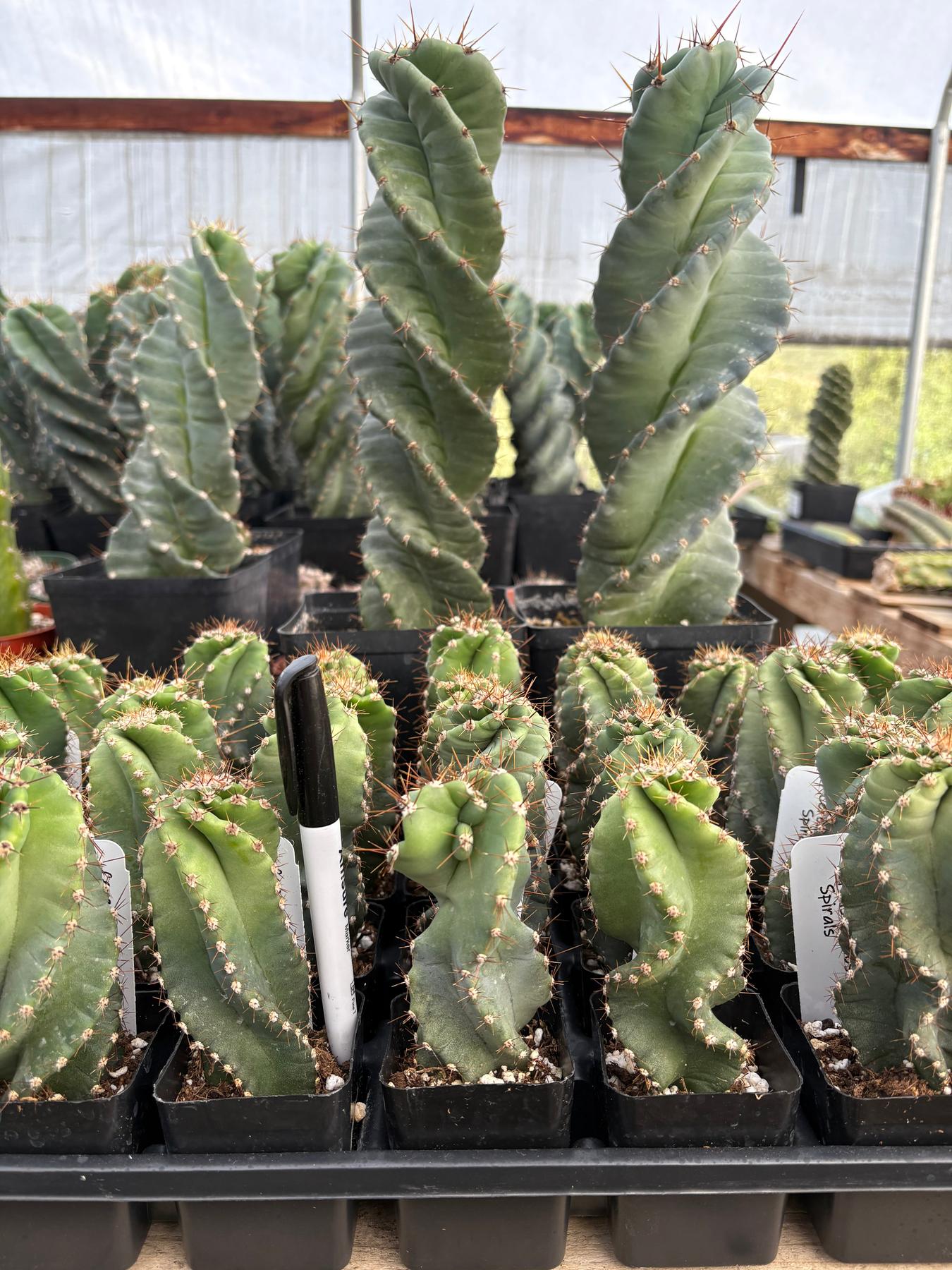 #EC257 Cereus Forbesii Spiralis The Spiral Cactus Potted