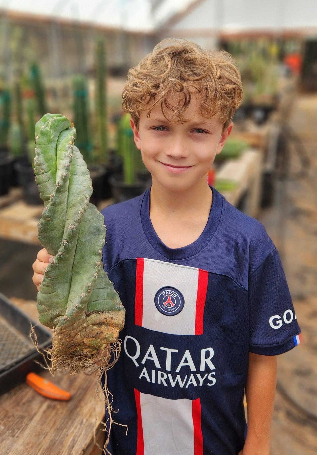 #EC257 Cereus Forbesii Spiralis The Spiral Cactus Potted