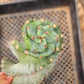 #EC257 Cereus Forbesii Spiralis The Spiral Cactus Potted