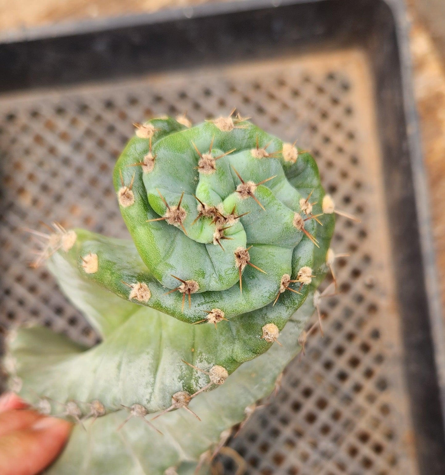#EC257 Cereus Forbesii Spiralis The Spiral Cactus Potted