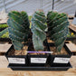#EC257 Cereus Forbesii Spiralis The Spiral Cactus Potted