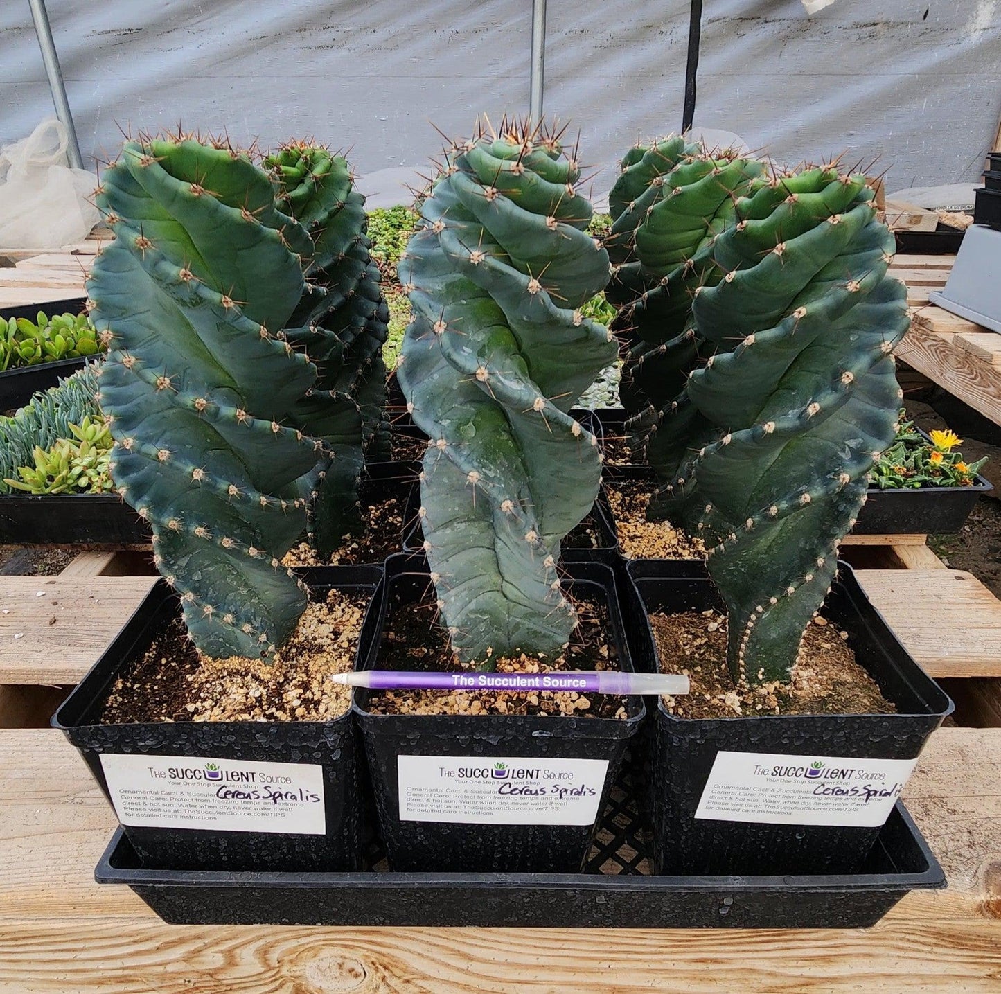 #EC257 Cereus Forbesii Spiralis The Spiral Cactus Potted