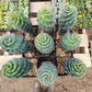 #EC257 Cereus Forbesii Spiralis The Spiral Cactus Potted