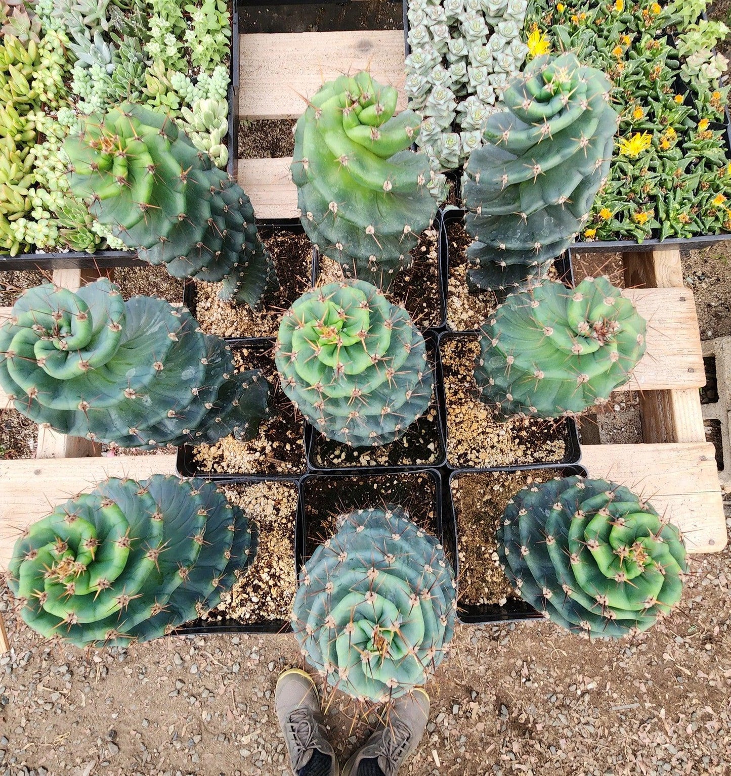 #EC257 Cereus Forbesii Spiralis The Spiral Cactus Potted