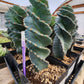 #EC257 Cereus Forbesii Spiralis The Spiral Cactus Potted