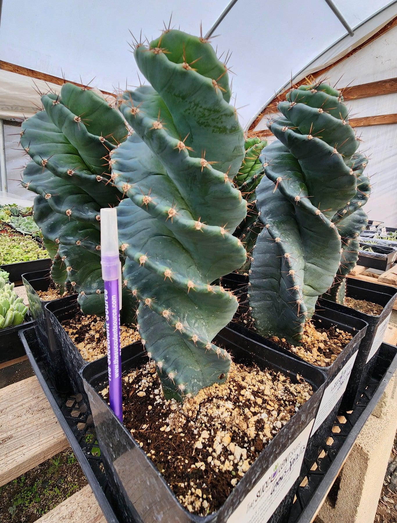 #EC257 Cereus Forbesii Spiralis The Spiral Cactus Potted