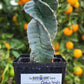 #EC257 Cereus Forbesii Spiralis The Spiral Cactus Potted
