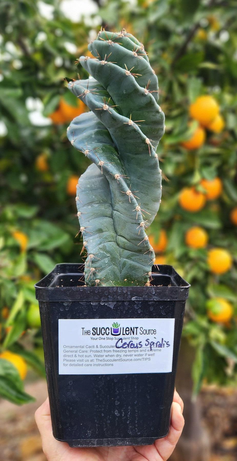 #EC257 Cereus Forbesii Spiralis The Spiral Cactus Potted