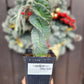 #EC257 Cereus Forbesii Spiralis The Spiral Cactus Potted