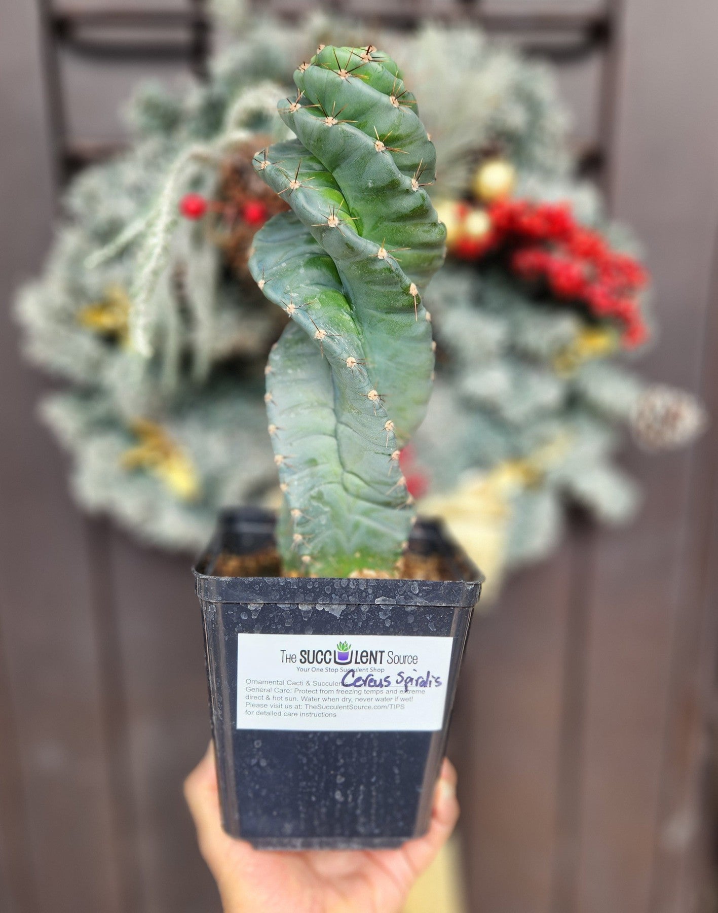 #EC257 Cereus Forbesii Spiralis The Spiral Cactus Potted