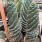 #EC257 Cereus Forbesii Spiralis The Spiral Cactus Potted