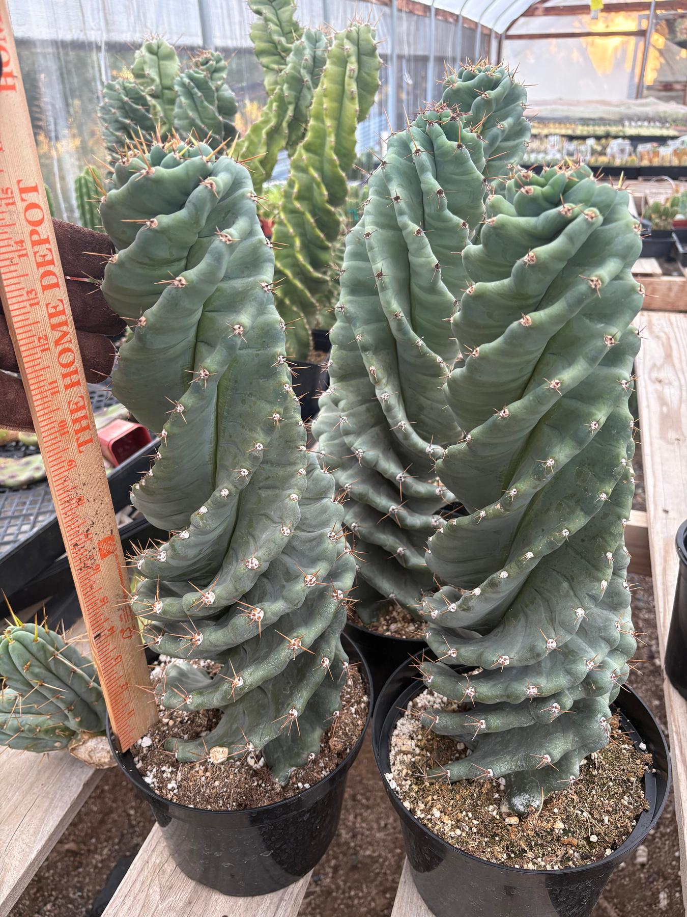 #EC257 Cereus Forbesii Spiralis The Spiral Cactus Potted