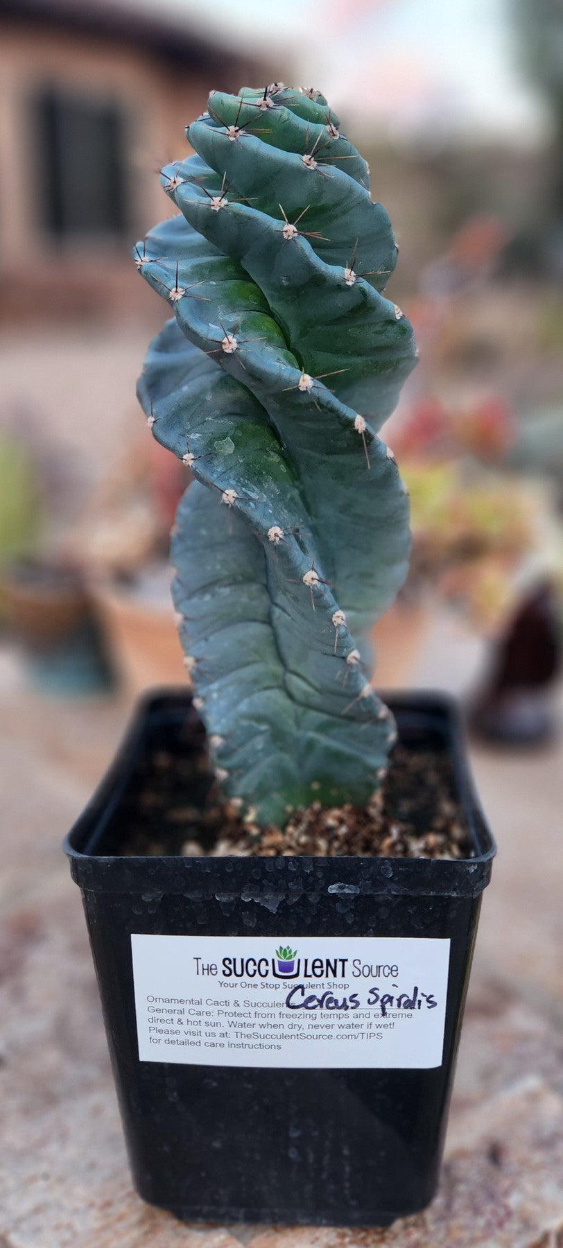 #EC257 Cereus Forbesii Spiralis The Spiral Cactus Potted