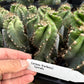 #EC257 Cereus Forbesii Spiralis The Spiral Cactus Potted