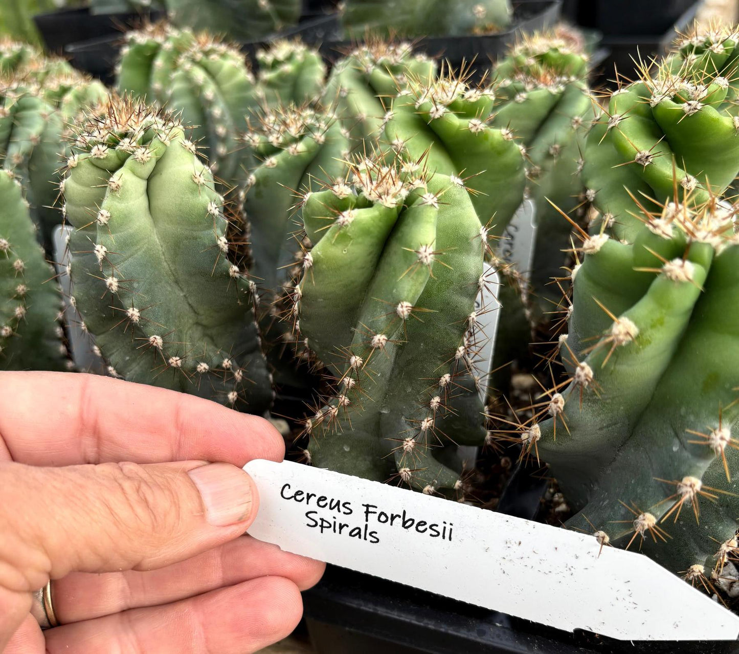 #EC257 Cereus Forbesii Spiralis The Spiral Cactus Potted