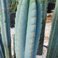#EC259 Trichocereus Peruvianus TSSBP-OP Cactus Seedlings