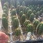 #EC259 Trichocereus Peruvianus TSSBP-OP Cactus Seedlings
