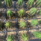 #EC259 Trichocereus Peruvianus TSSBP-OP Cactus Seedlings