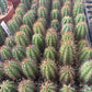 #EC259 Trichocereus Peruvianus TSSBP-OP Cactus Seedlings