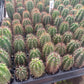 #EC259 Trichocereus Peruvianus TSSBP-OP Cactus Seedlings