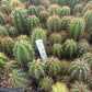 #EC259 Trichocereus Peruvianus TSSBP-OP Cactus Seedlings