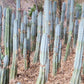 #EC259 Trichocereus Peruvianus TSSBP-OP Cactus Seedlings
