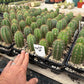 #EC259 Trichocereus Peruvianus TSSBP-OP Cactus Seedlings