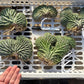 #EC260 EXACT Trichocereus Pachanoi Variegated & Crested Cactus BareRoot