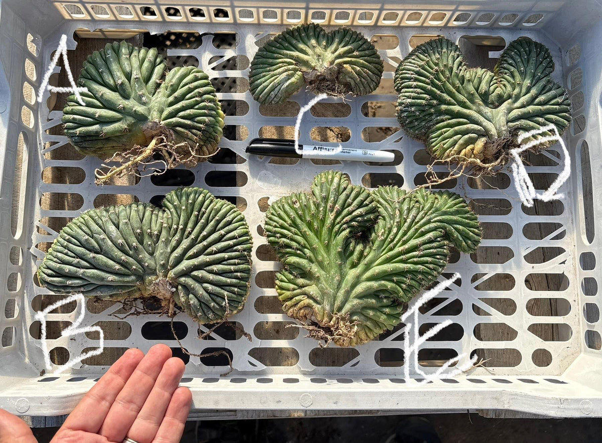 #EC260 EXACT Trichocereus Pachanoi Variegated & Crested Cactus BareRoot