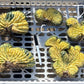 #EC260 EXACT Trichocereus Pachanoi Variegated & Crested Cactus BareRoot