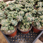 #EC269 Cereus Forbesii Monstrose Ming Thing Cactus 4"