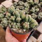 #EC269 Cereus Forbesii Monstrose Ming Thing Cactus 4"