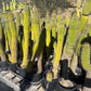 #EC27 EXACT Trichocereus Spacianus Golden Torch Cactus Potted w 30”+