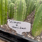 #EC271 EXACT Trichocereus Scop Slimer X Pach Sheridan Seedling Cactus 4-5”
