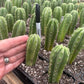 #EC271 EXACT Trichocereus Scop Slimer X Pach Sheridan Seedling Cactus 4-5”