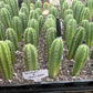 #EC271 EXACT Trichocereus Scop Slimer X Pach Sheridan Seedling Cactus 4-5”