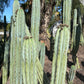 #EC32 EXACT Trichocereus Bridgesii Jada Beyond Cactus Cuttings