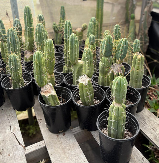 #EC29 EXACT Trichocereus Bridgesii Bargain Basic Potted Cactus 12-14"