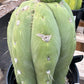 #EC296 EXACT Trichocereus Pachanoi Nuestra Bonita Cactus Potted A-D