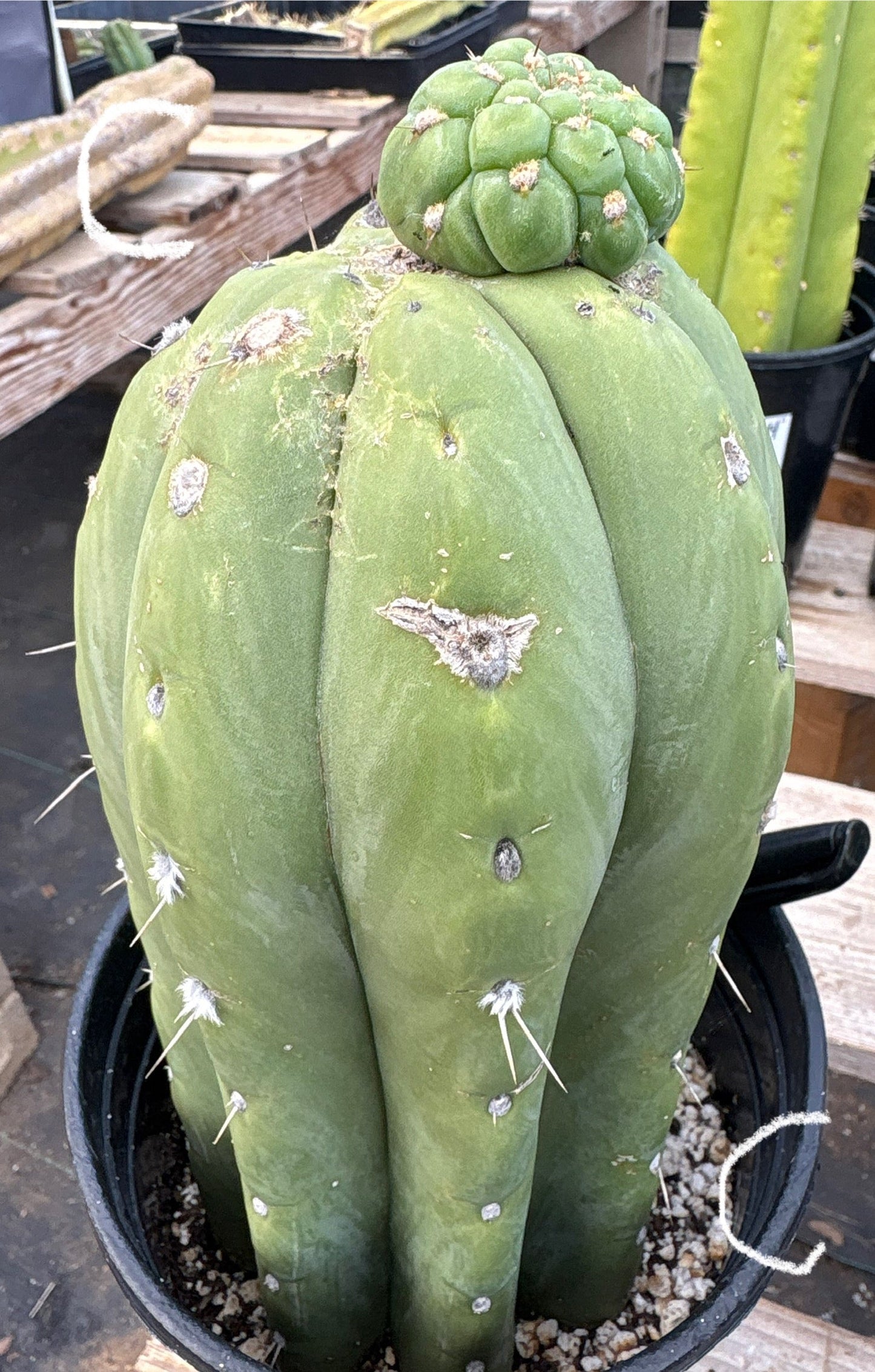 #EC296 EXACT Trichocereus Pachanoi Nuestra Bonita Cactus Potted A-D
