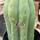 #EC296 EXACT Trichocereus Pachanoi Nuestra Bonita Cactus Potted A-D